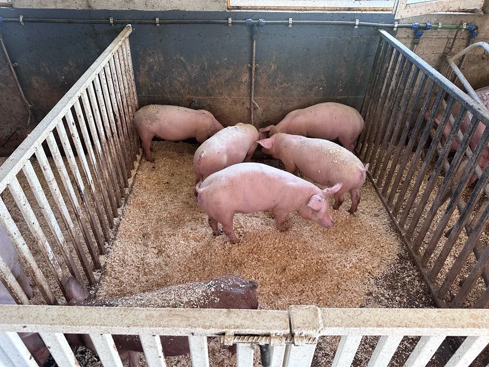 porci,purcei de vanzare