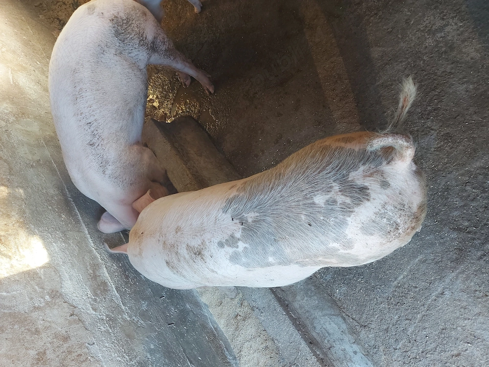 vand porci,purcei zona Beius
