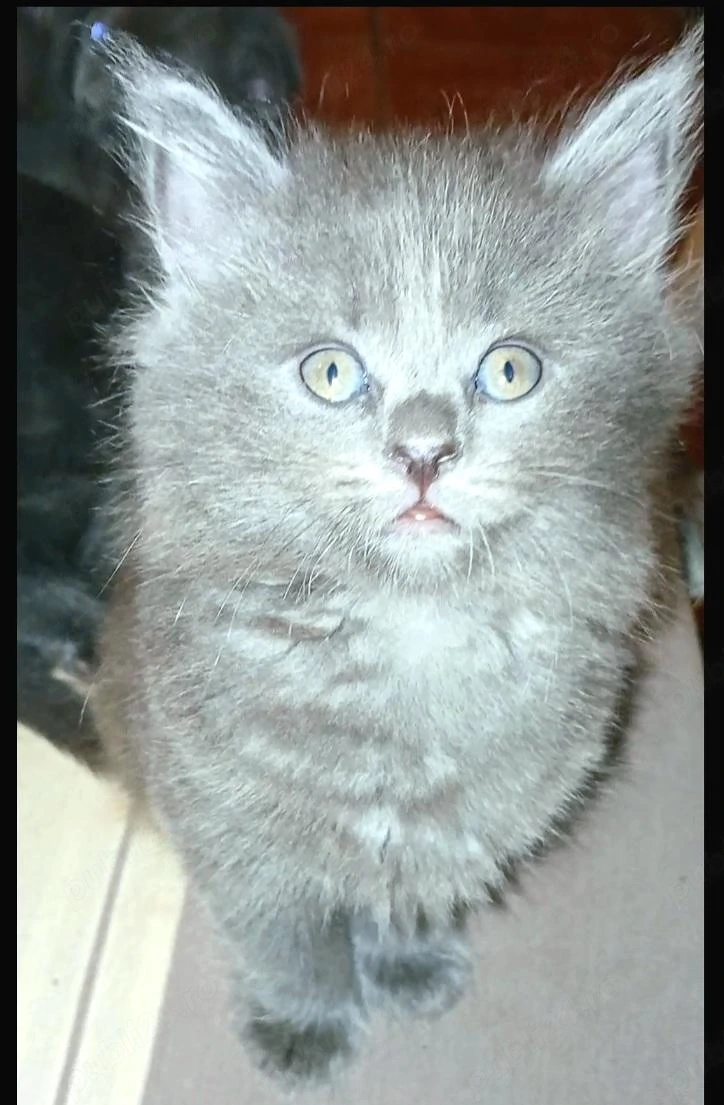 Baietel serafic adorabil,  isi cauta Omul