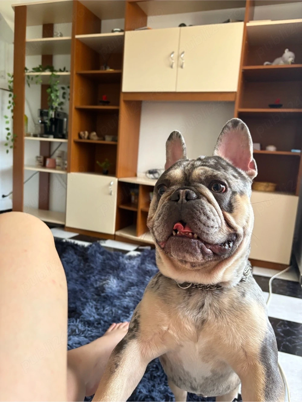 bulldog francez mascul