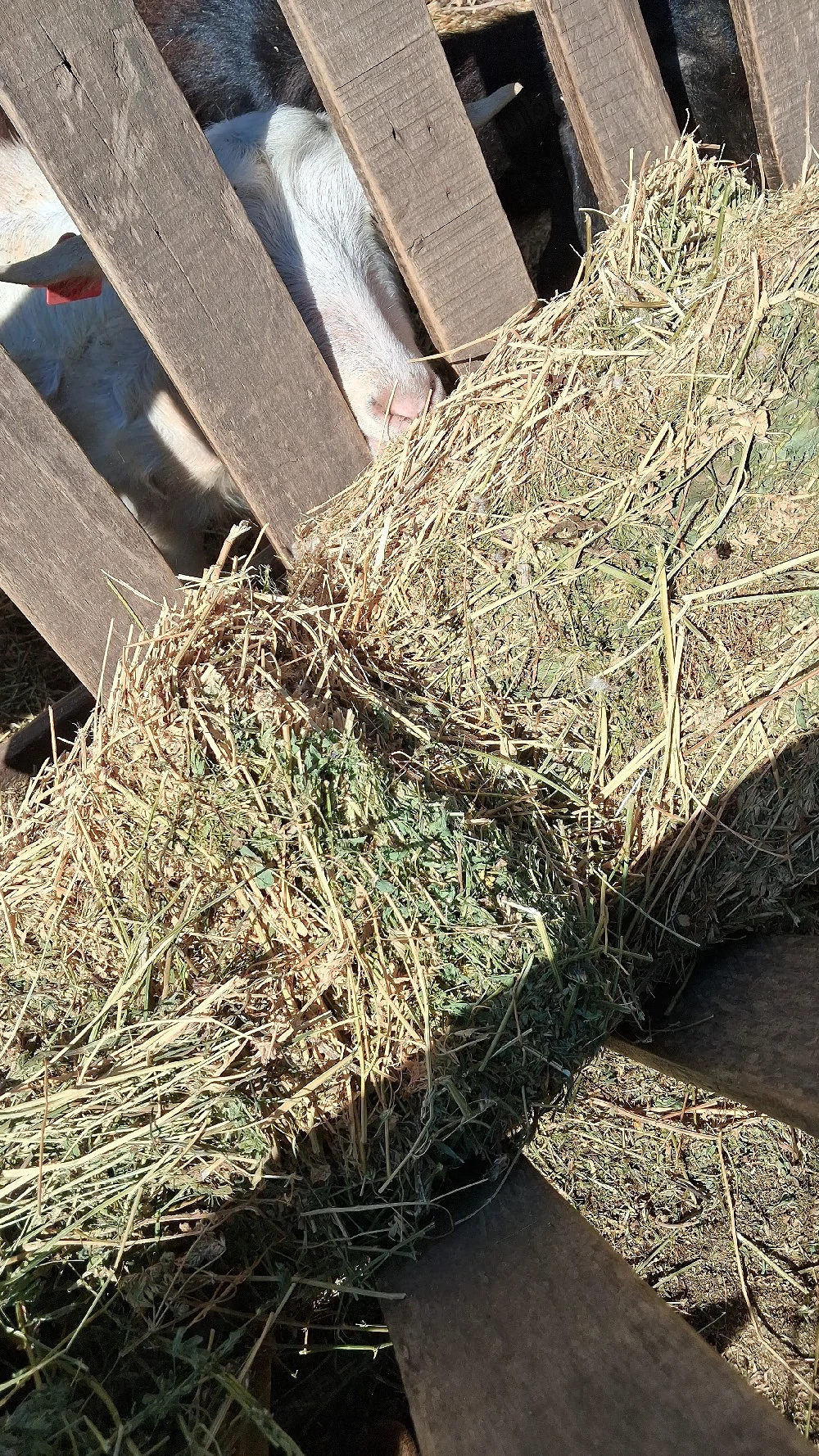 baloti lucerna vand sau schimb cu animale 25