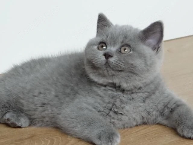 British Shorthair blue 