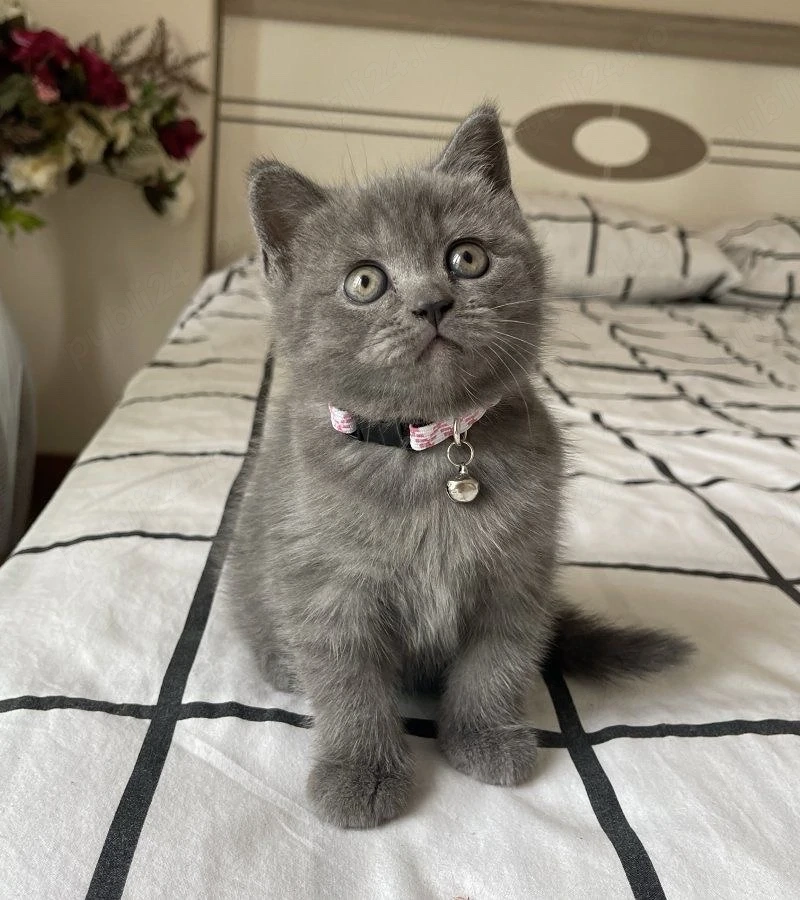 British Shorthair blue 