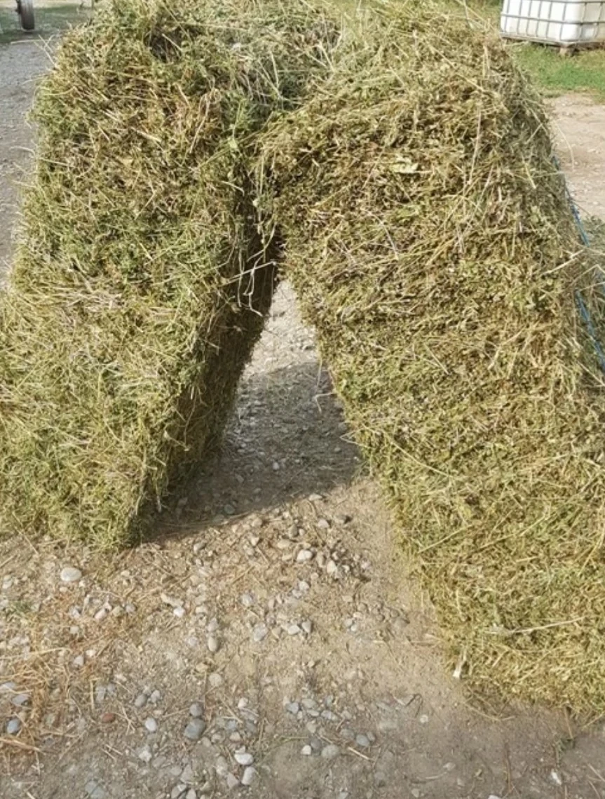    VÂND BALOȚI DE LUCERNĂ     Vând baloți de lucernă de calitate, bine uscați și depozitați. 