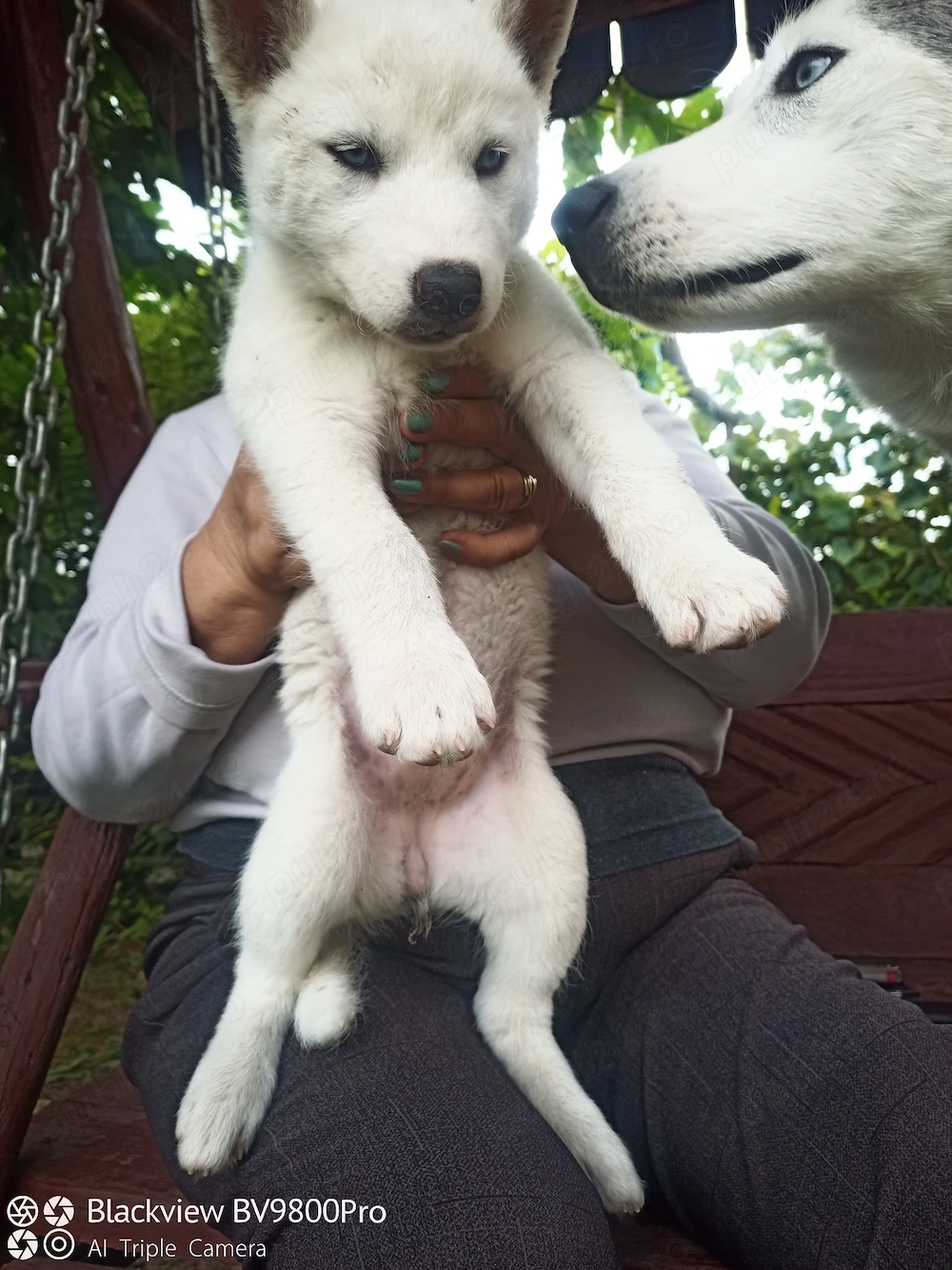 Husky siberian de vânzare! 
