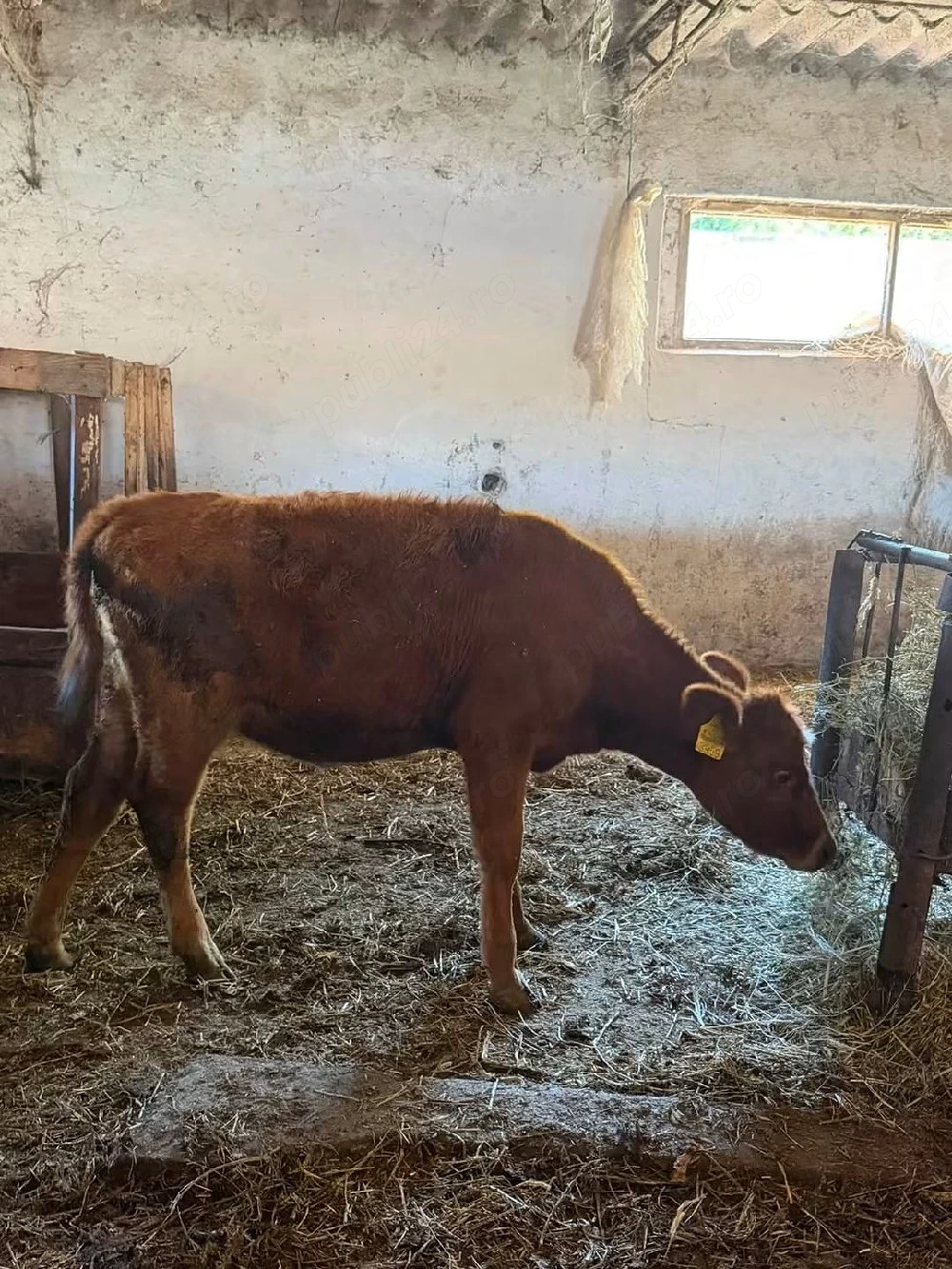 vand doi taurași si o vitea 