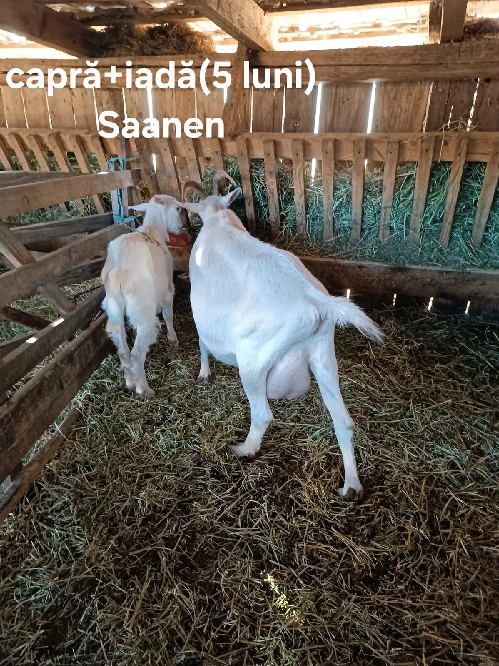 Capră Saanen + 2 iade