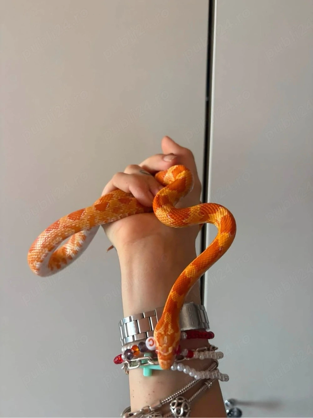 Corn snake - sarpe 2 ani