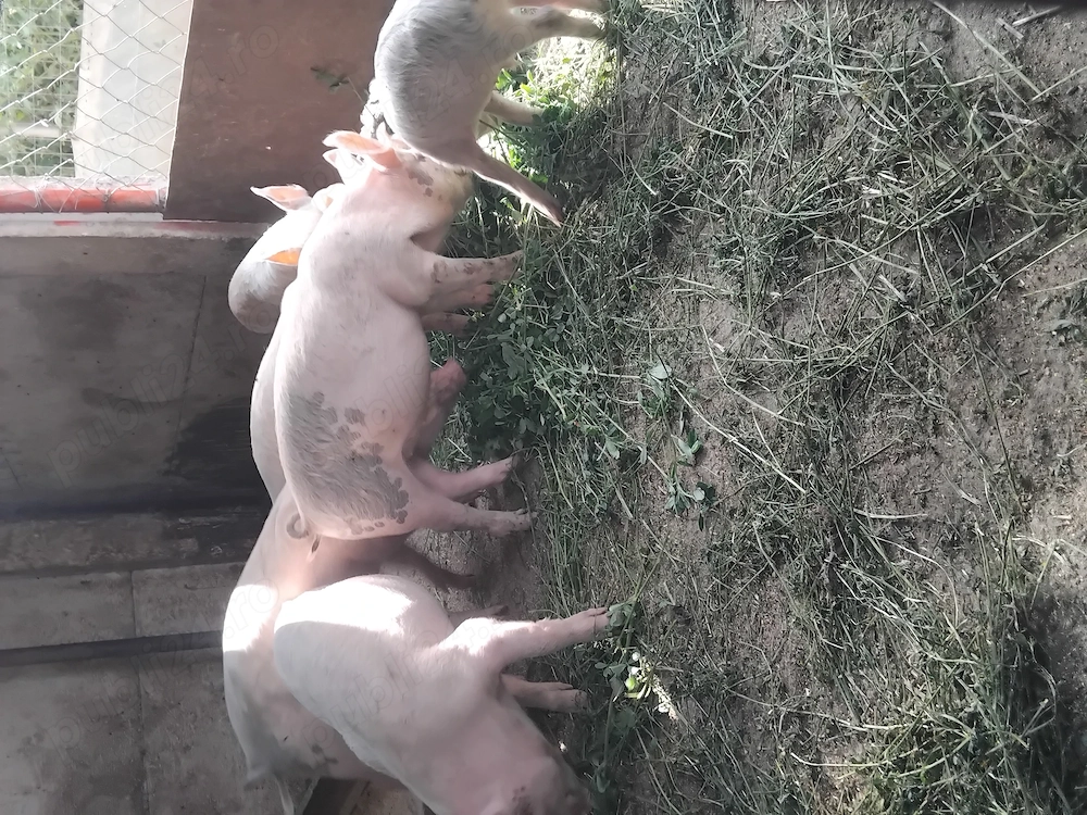 Vând purcei Marele Alb cu Duroc