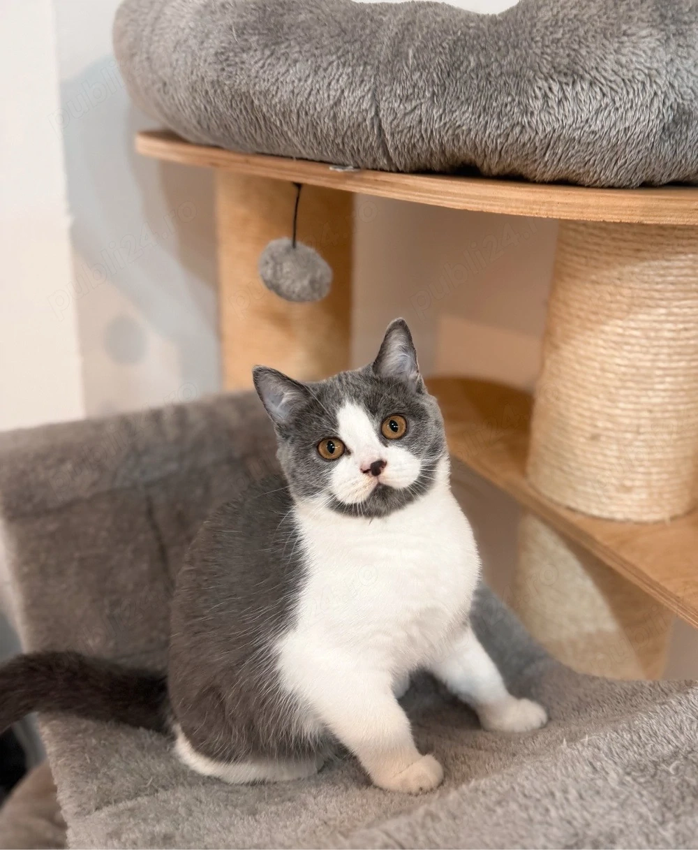 Pisică british shorthair bicolor