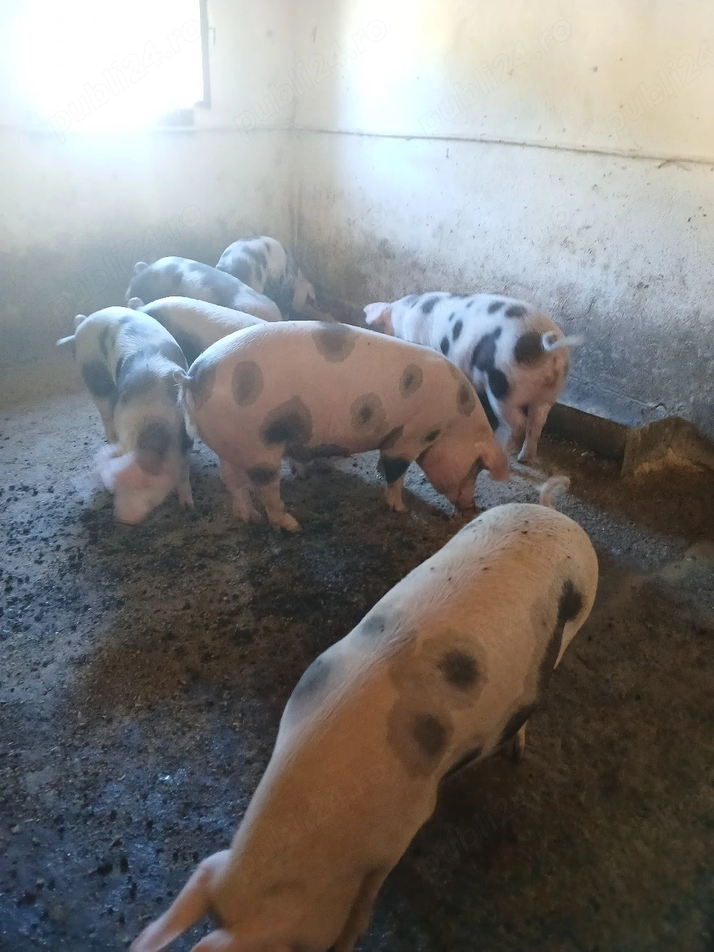 Disponibili șoldani 50-100 kg