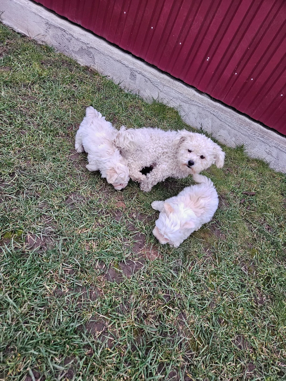 Bichon maltez