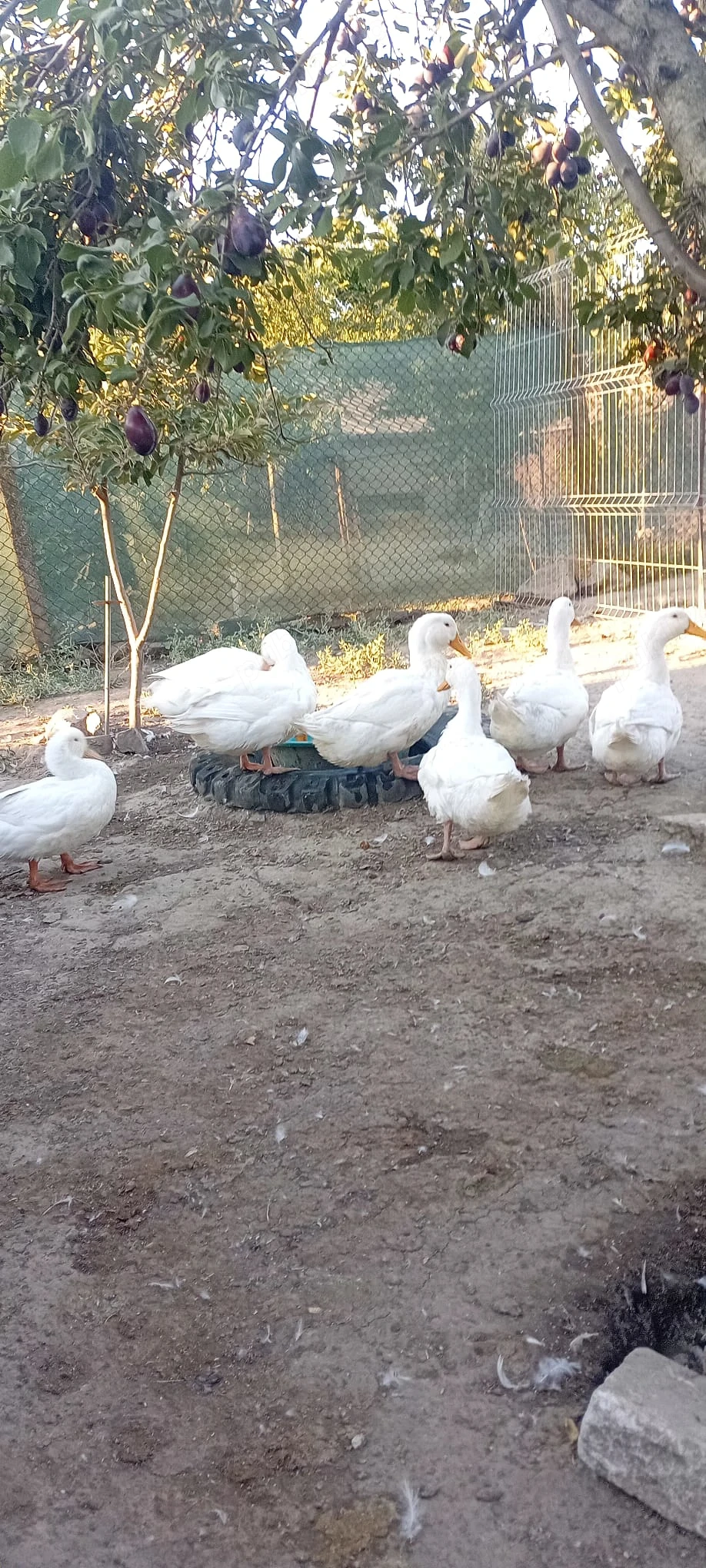 Vand Rate Pekin 2026