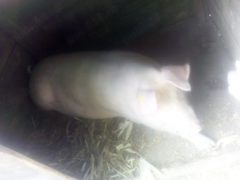 Porc de vânzare 