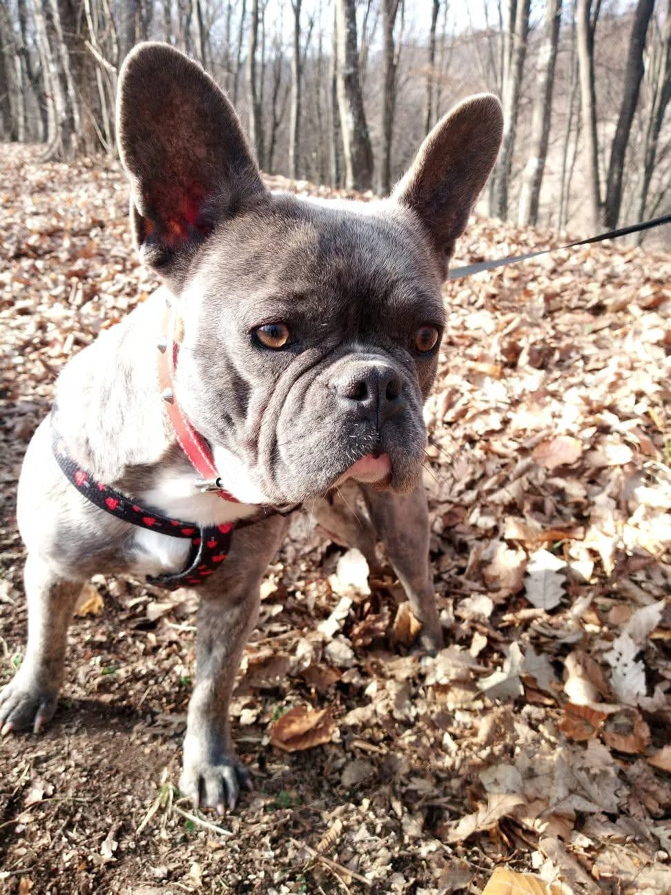 Donez fetiță de Bulldog francez foarte frumoasă!