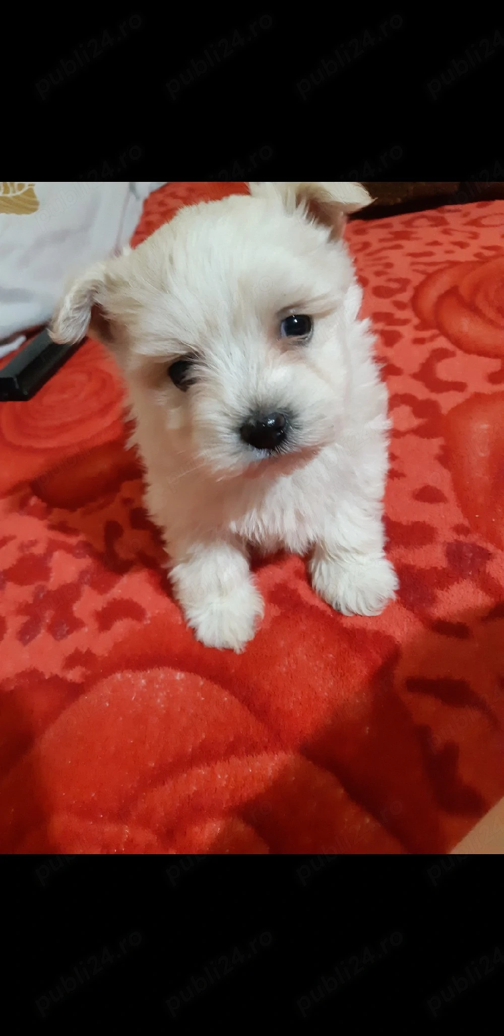 Bichon maltez mini toy