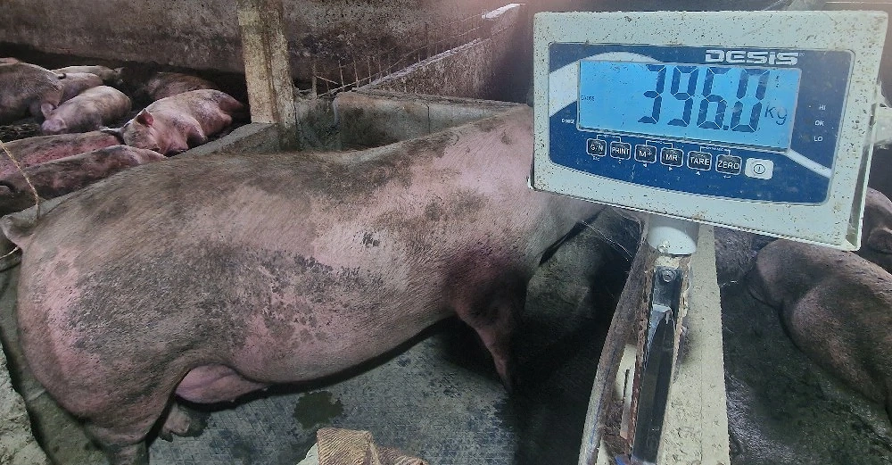 disponibil porc de carne 