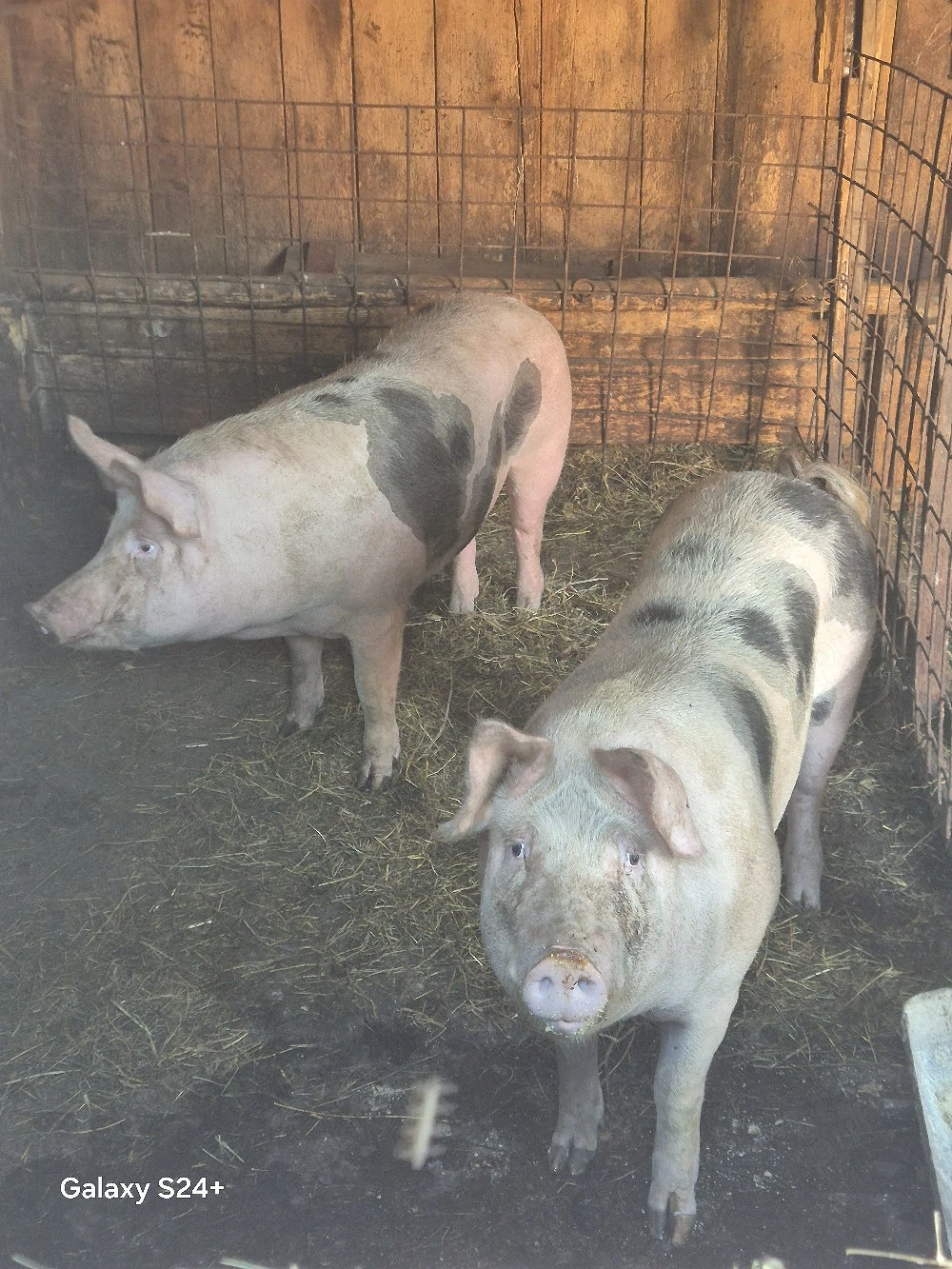 vând porc de casă 