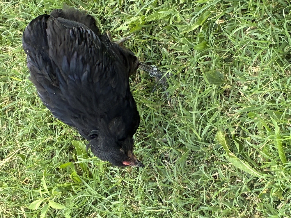 Cocosel araucana negru 2026