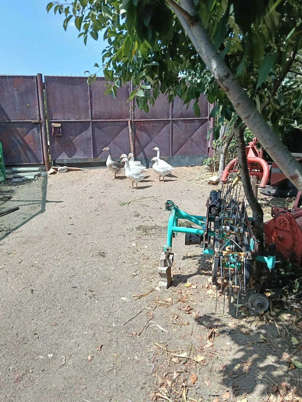 Gâște de curte.