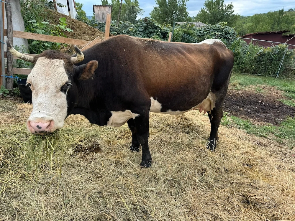 Vaca de vanzare 