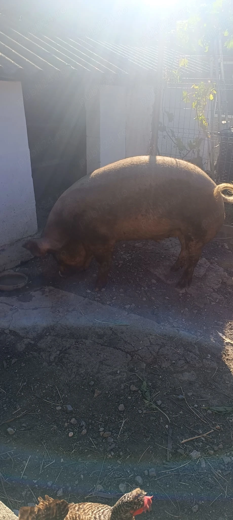 Vând porc de 200kg