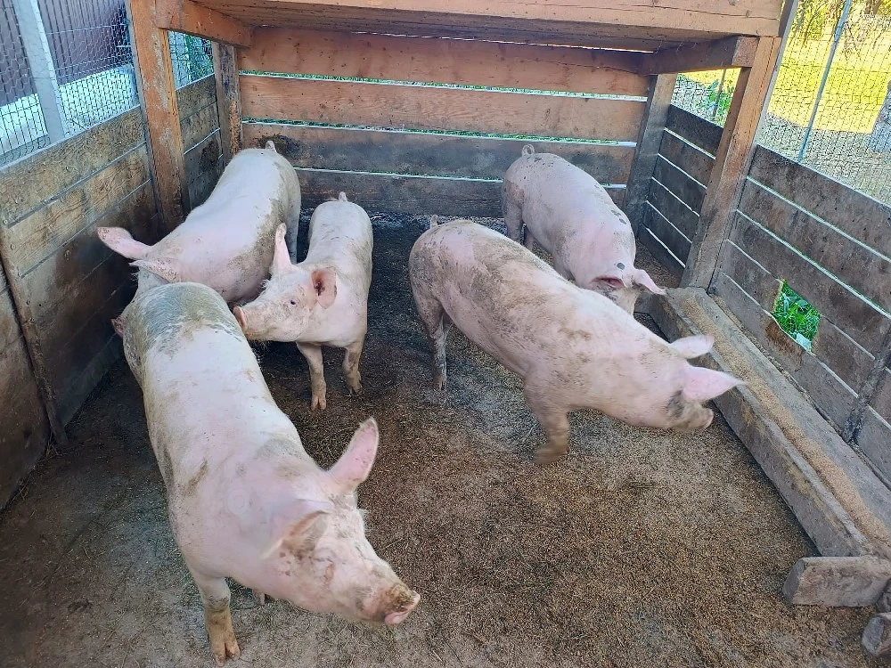 vând doi porci la alegere 