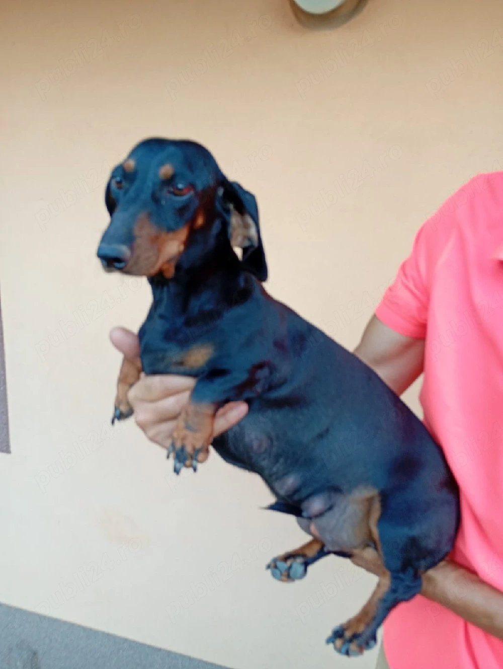 Pui Teckel