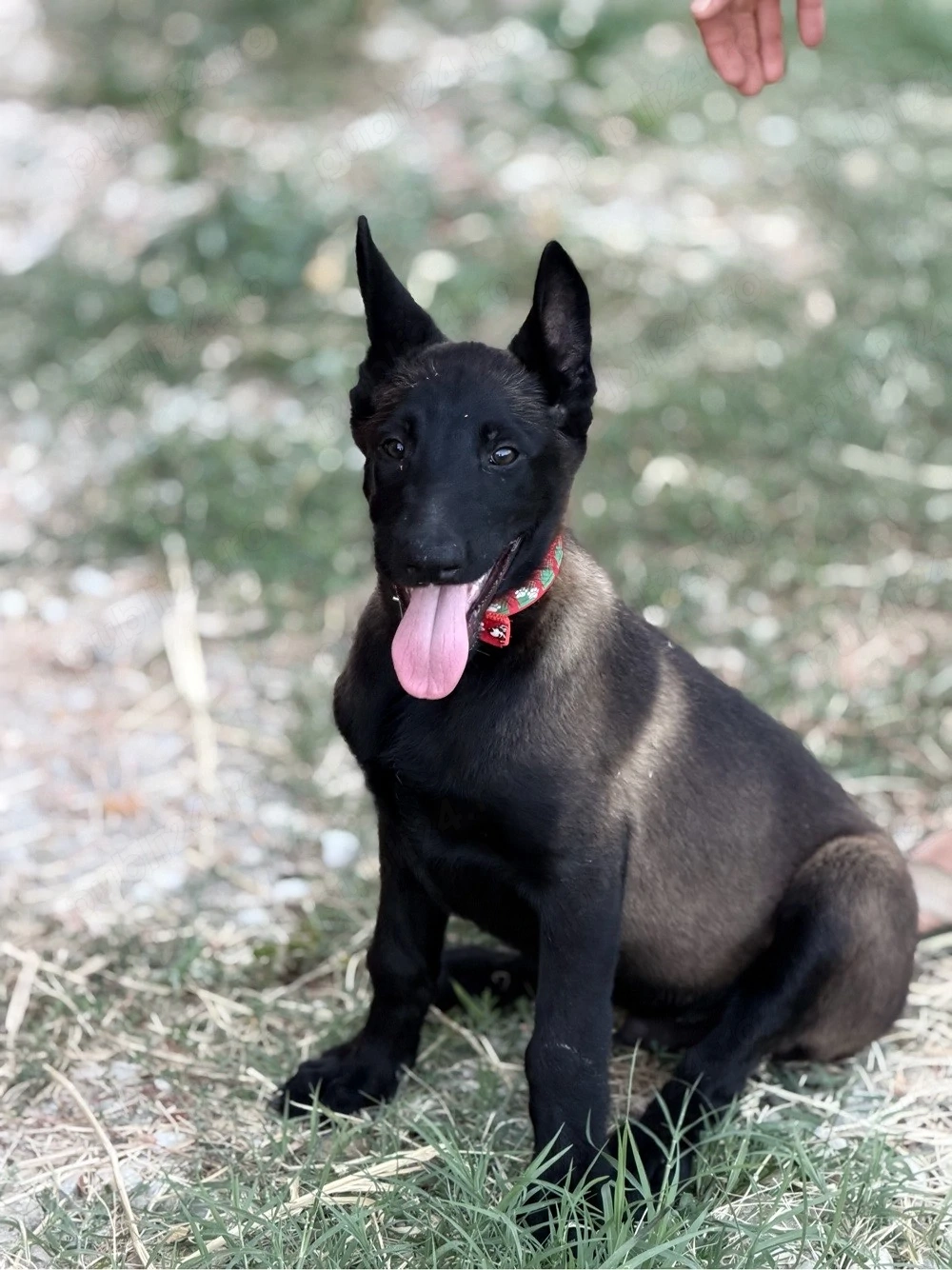 malinois de vânzare 6 puiuți disponibili 