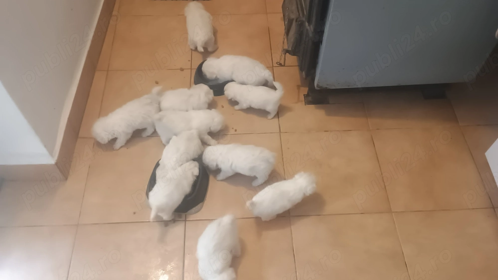 Pui Bichon Havanez talie mică 