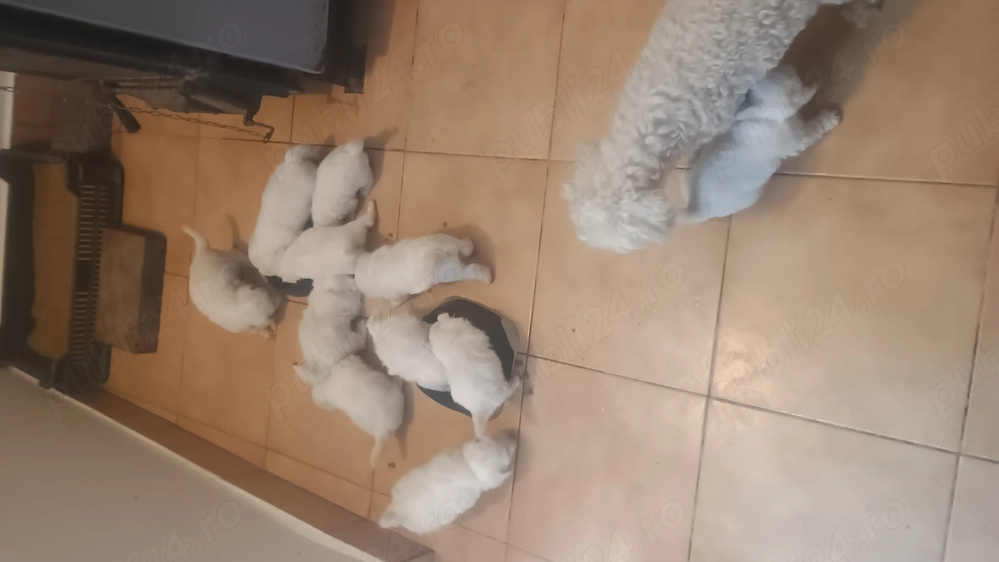 Pui Bichon Havanez talie mică 