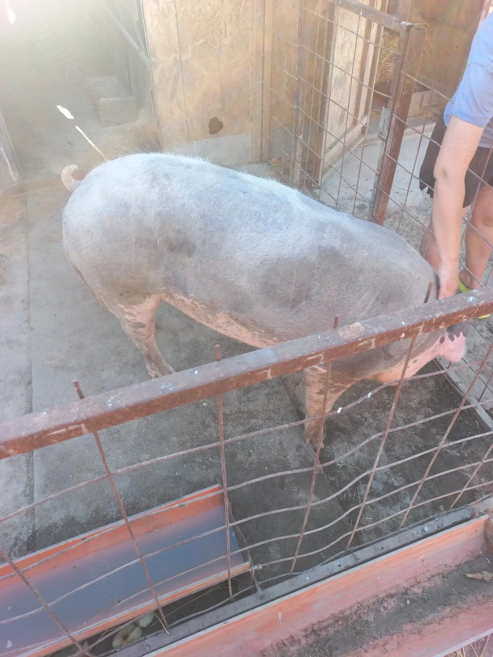 Porc de carne aprox 160-170 kg,  pret 10 ron kg.   