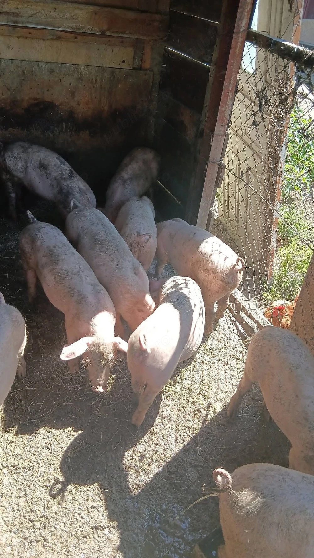 porci de vanzare