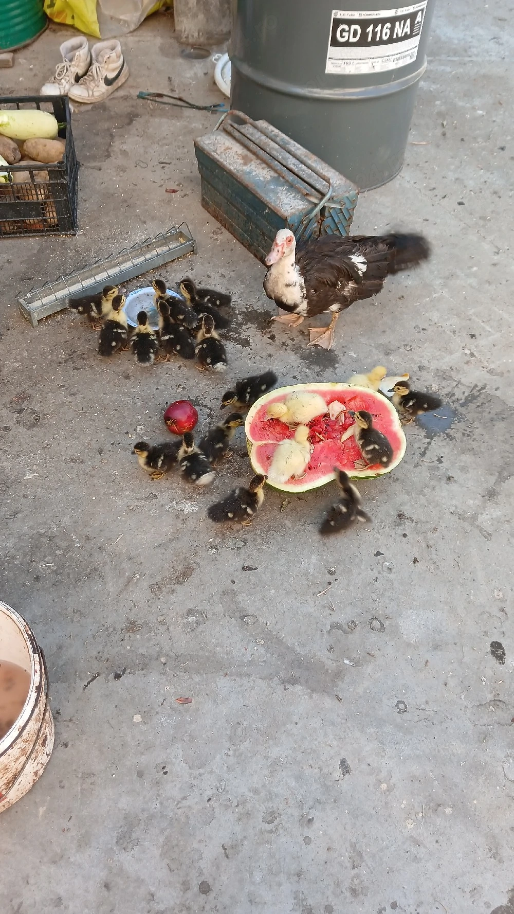 De vânzare pui de rață mută