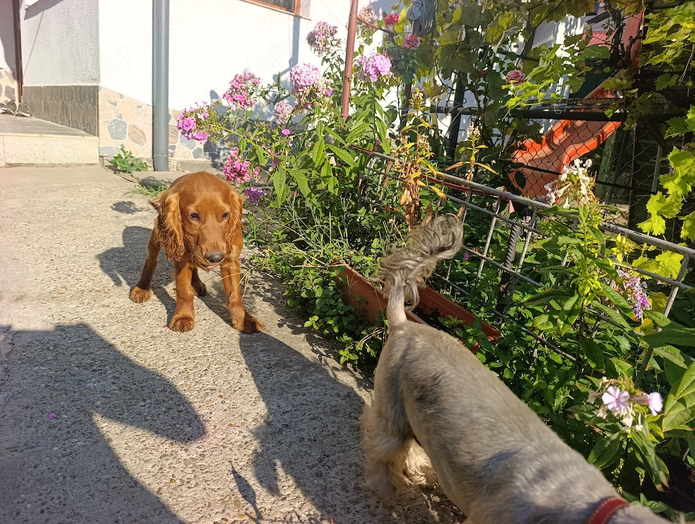 Cocker Spaniel  4-5 luni, vaccinat, cipat, carnet sanatate