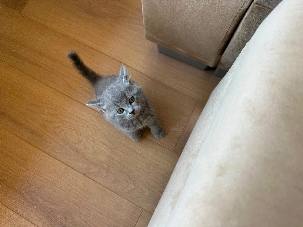 Pisici british shorthair