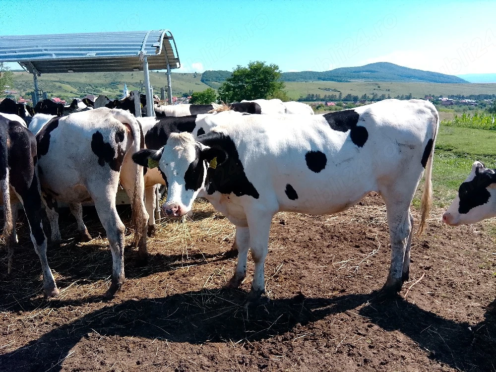 Juninci gestante si vitele Holstein