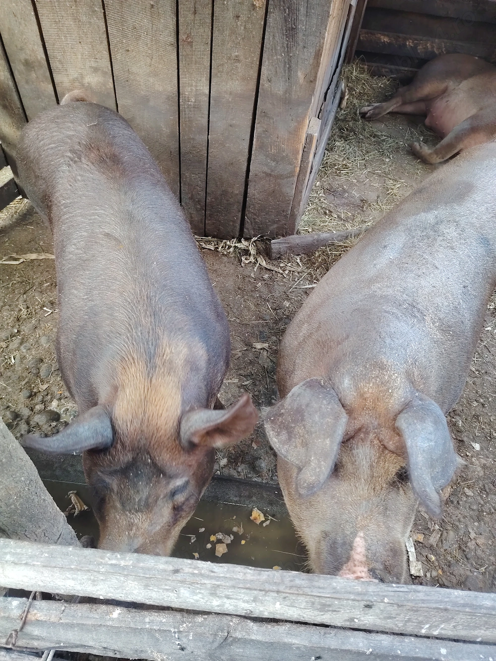 Vând porci durok crescuți în propria gospodărie.