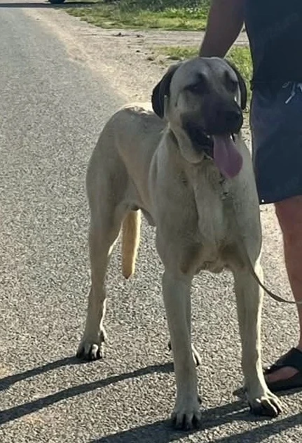 Vand Mascul de Kangal 