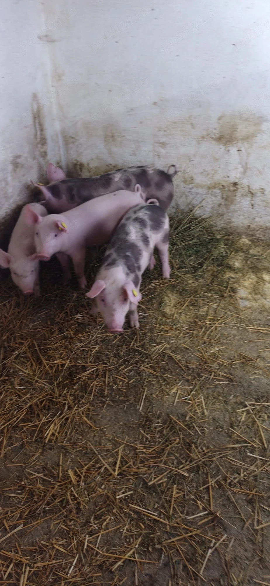vand porci