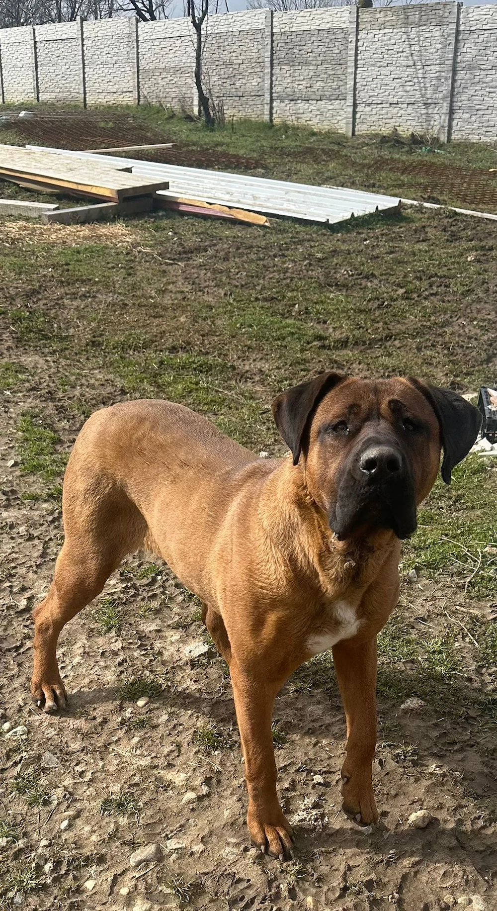 Tosa inu femela