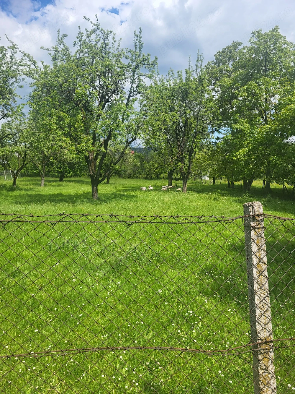 Buciumeni -teren intravilan