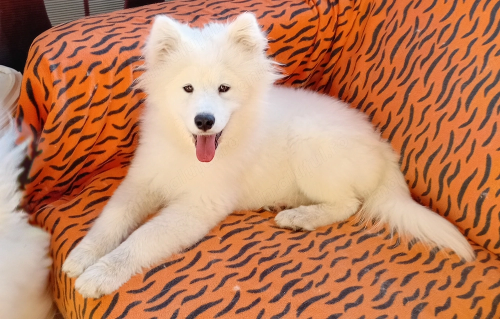 Fetite samoyed pedigree A FCI