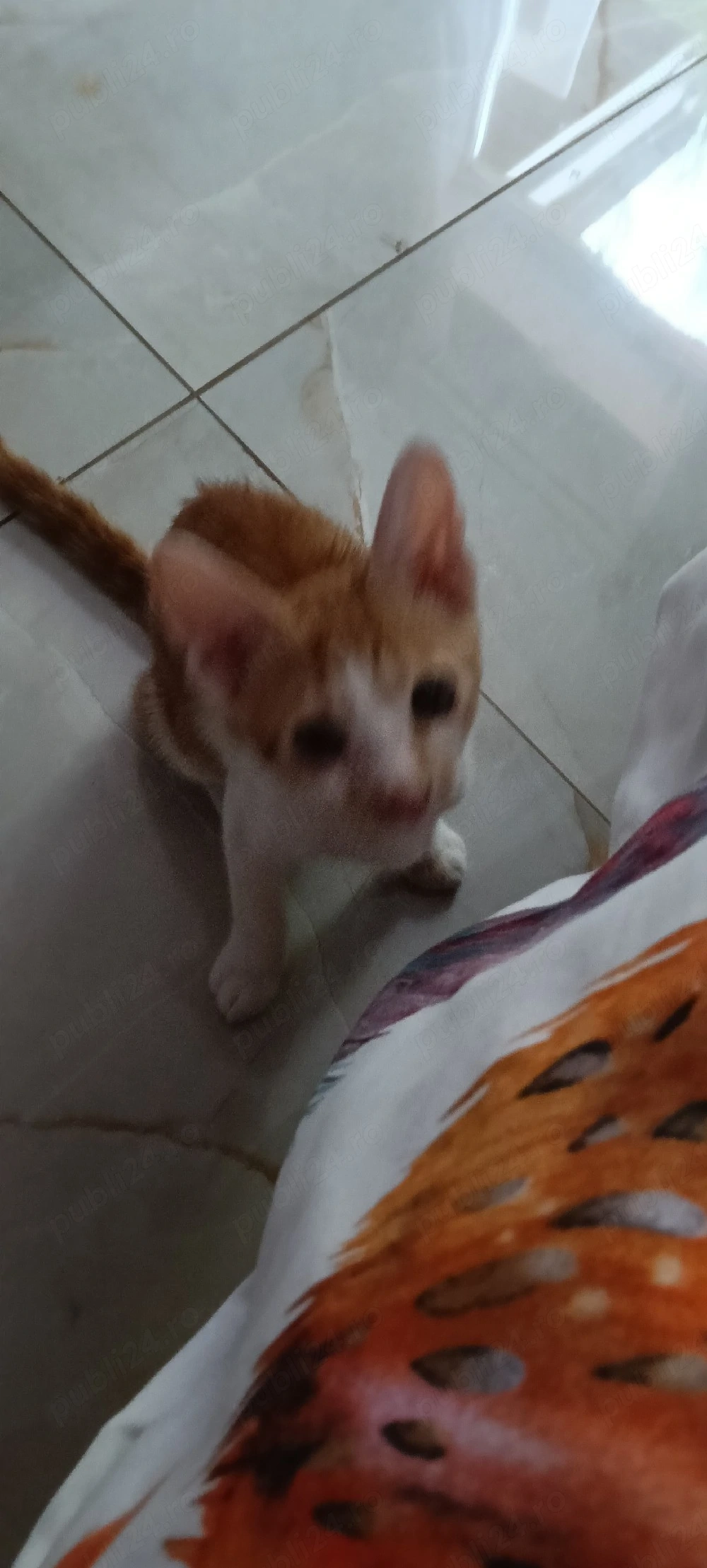 Ofer spre adoptie motanel 2 luni