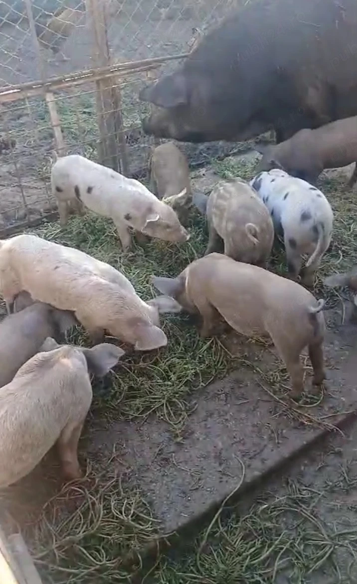 Vând Purceii. Rasă Duroc Cu Petran.