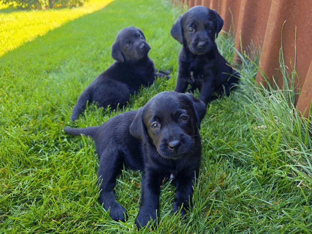 Labradori Retrieveri Negri