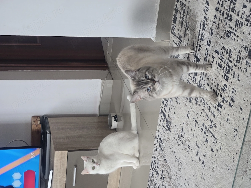 De vanzare pereche british shorthair 