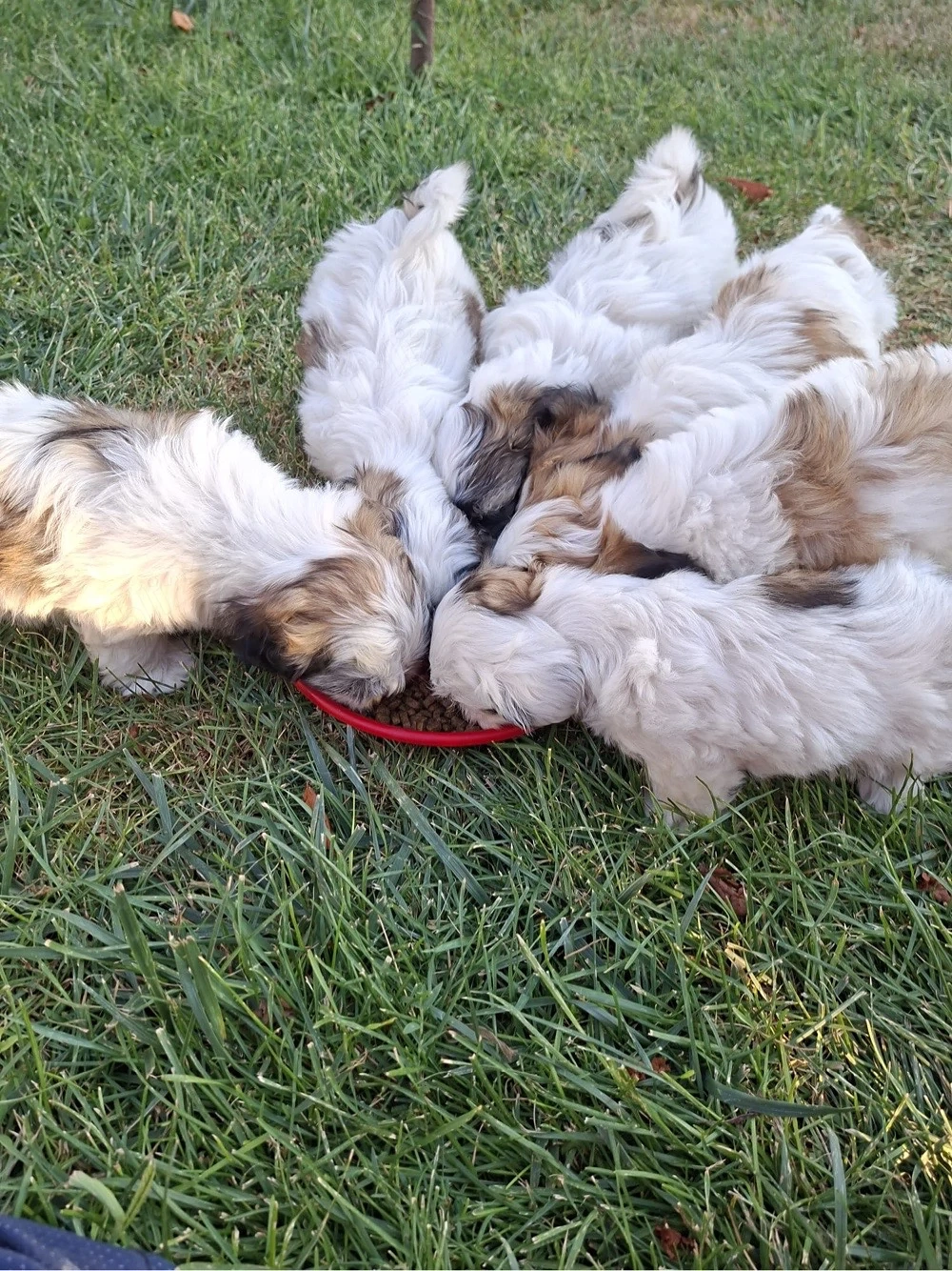 Pui de shih tzu de vanzare 