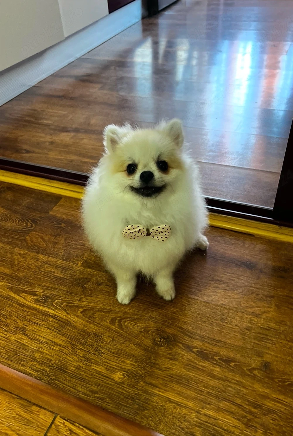 Pomeranian mascul 6 luni   alb-crem, pedigree