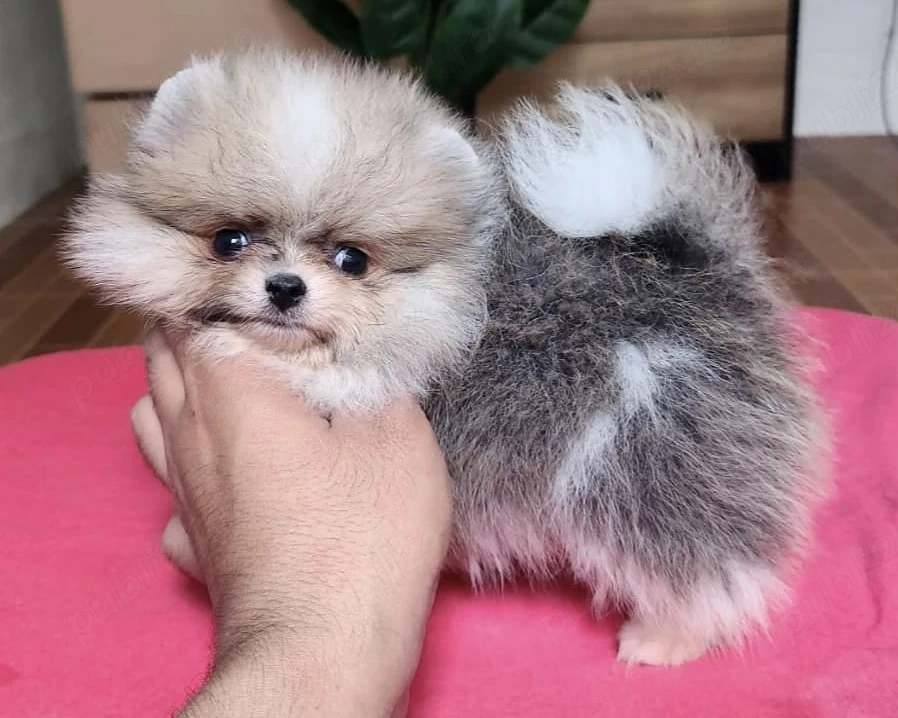 Pui pomeranian miniatura